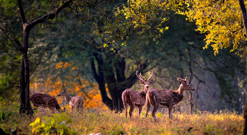 Jim Corbett
